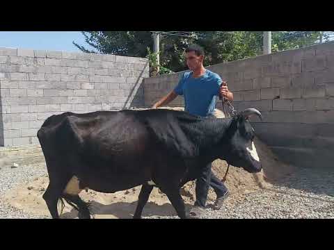 Видео: Ду сар гови букачадор 8.09.2025.тел:977.35.72.72:907.83.68.35.дасгири шумо пешрави мост 