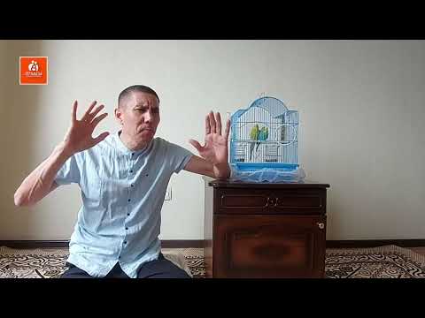 Видео: Тордағы тотықұс