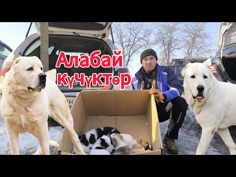 Видео: Ит базар Бишкек. 2 февраль 2025 г. #итбазар #жаймабазар #тоокбазар #рынок #малбазар