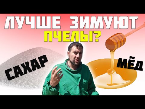 Видео: Сахар или мед, на чем лучше зимовать пчелам. Сахарный сироп или мед с подсолнечника в зиму