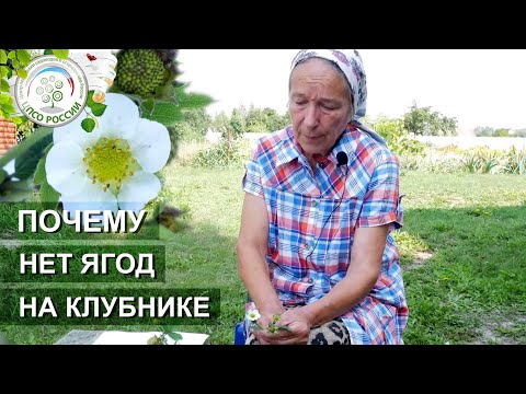 Видео: Почему не цветет клубника. Причины отсутствия урожая на землянике садовой.