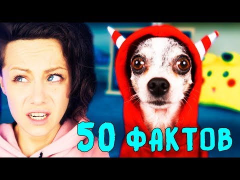 Видео: СТРАШНАЯ ИСТОРИЯ и ВСЯ ПРАВДА о моей СОБАКЕ ЭЙВАНЕ в ДЕНЬ РОЖДЕНИЯ! 50 ФАКТОВ Magic Family