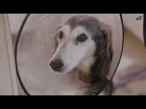 Видео: День из жизни зоозащитника. "Это мазохизм - любить животных и работать там, где они страдают"