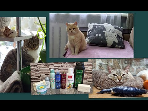 Видео: ВЛОГ:  КОШАЧЬИ ДЕЛА, РАЗБОРКИ, КТО ГЛАВНЫЙ И ВЫБИРАШКИ В УХОД!