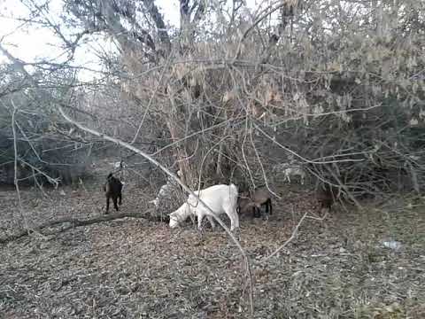 Видео: Когда перестать доить беременную козу🐐