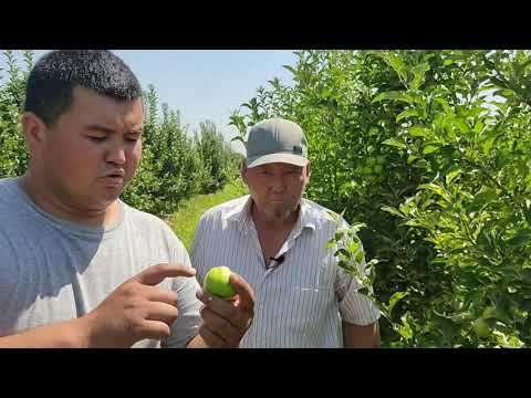 Видео: БИЗНЕСМЕНДЕР, БАГБАНДАР БААРЫ КӨРСҮН. ЭЭҢ КЕРЕКТҮҮ КЕҢЕШТЕР