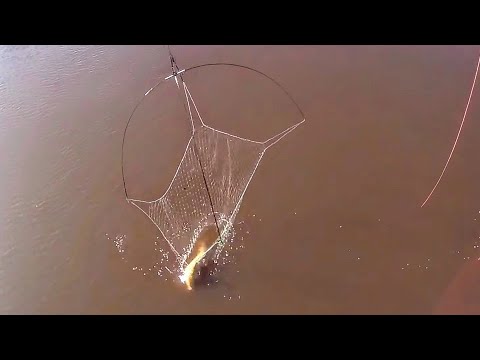 Видео: Паук трещал, руки дрожали от таких сазанов!