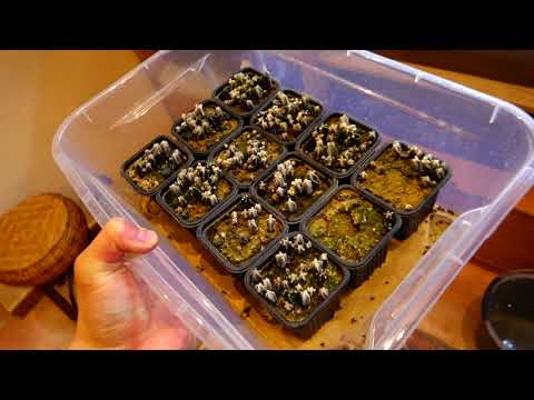 Видео: Полив сеянцев суккулентов