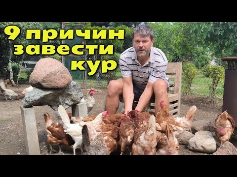 Видео: 9 ВЕСОМЫХ ПРИЧИН ЗАВЕСТИ КУР НА ДАЧЕ