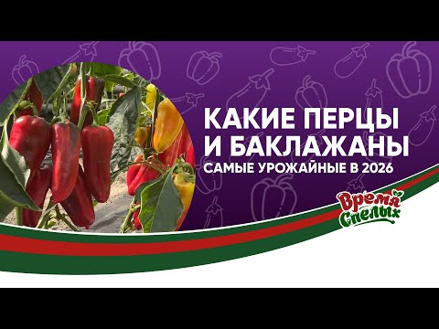 Видео: Перец и баклажан: какой сорт выбрать и как выращивать?