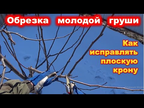 Видео: ОБРЕЗКА молодой ГРУШИ, исправляем крону