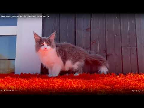 Видео: Питомник кошек ЧАРИТОН КУН (система РСА) выпустил помет котят