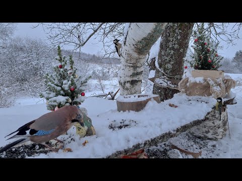 Видео: Нарядный АСМР у Птиченькиного  кафе. Дятел прилетел на завтрак, а синички сбили фокус. Кормим птиц