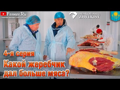 Видео: 🐎 Кто даёт больше конины: мугалжарская, жабе или новоалтайская? Контрольный убой показал правду
