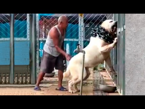 Видео: Если бы Это не Сняли на Камеру, Никто бы не Поверил