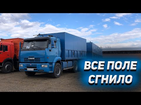 Видео: Ужас, всё поле СГНИЛО/работа на КАМАЗЕ