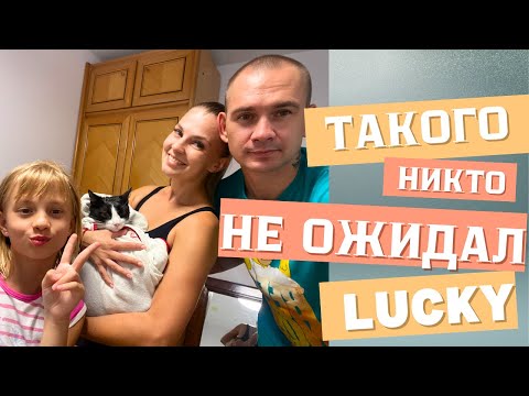 Видео: VLOG: МОЕ ПРИЗНАНИЕ, Наш герой 🐾 Ласковый укус  😂 | #Кот в шокке   24.08.25