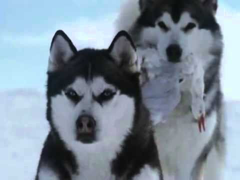 Видео: Клип про любовь и преданность собак Из фильма Белый плен