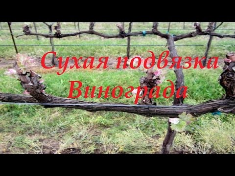 Видео: Сухая подвязка винограда ранней весной