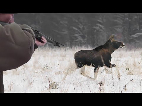 Видео: УДАЧНОЕ ЗАКРЫТИЕ СЕЗОНА ЗАГОННОЙ ОХОТЫ НА ЛОСЯ, КАБАНА, КОСУЛЮ