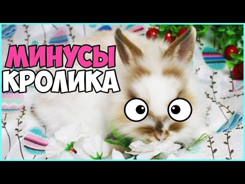 Видео: ВСЕ МИНУСЫ СОДЕРЖАНИЯ КРОЛИКА | КАК НЕ ПОЖАЛЕТЬ