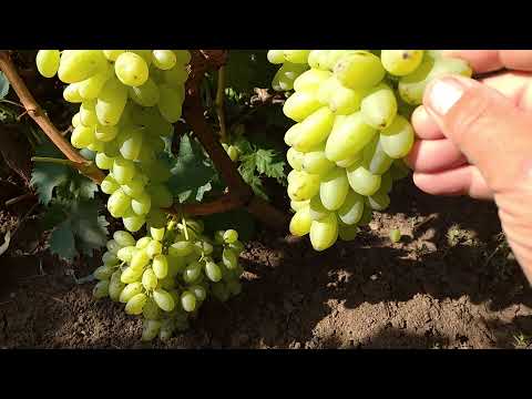 Видео: кш.Столетие.(0662571710)