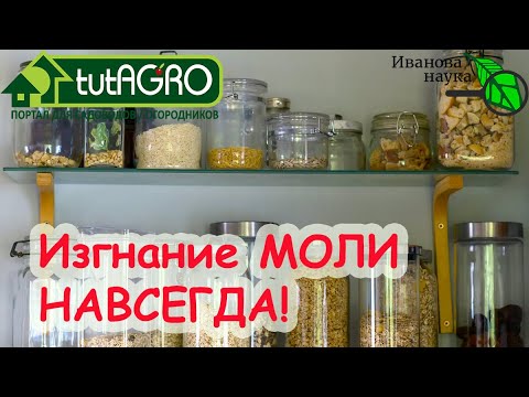 Видео: МОЛЬ - УХОДИ ВОН! ПРОГОНИМ МОЛЬ! Простейшее средство против МОЛИ!