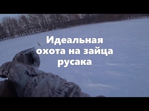 Видео: Идеальная охота на зайца русака