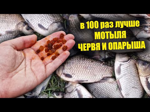 Видео: НА ЭТО КЛЮЁТ ЛУЧШЕ ЧЕМ НА МОТЫЛЯ ЧЕРВЯ И ОПАРЫША! СУПЕР РЫБОЛОВНАЯ НАСАДКА!