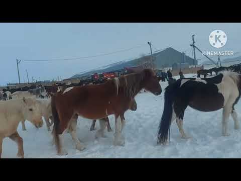 Видео: Жизнь в селе#Казахстан#Забираем лошадей  домой.