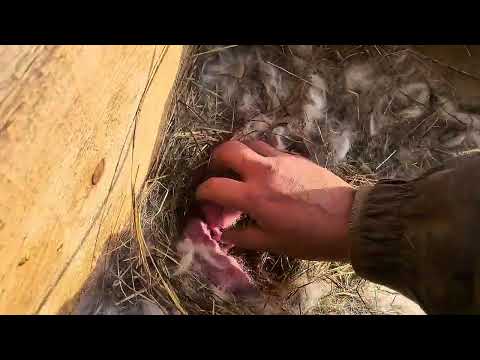 Видео: Крольчата только родились! Считаем вместе 🐰 новорожденных #кролики #dex #ферма #кролики_разведение