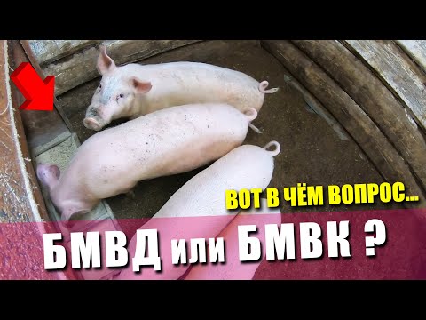 Видео: ЧТО такое БМВК и БМВД | Для чего они нужны свиньям ? | Витамины или химимя ? | Премиксы для свиней