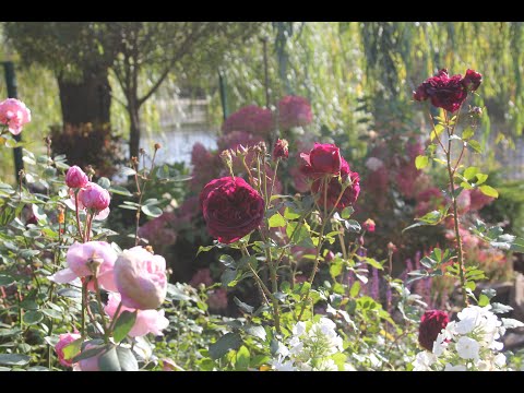 Видео: Английские розы в осеннем саду. Продолжаем готовить под укрытие