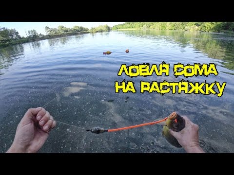 Видео: Ловля сома на растяжку