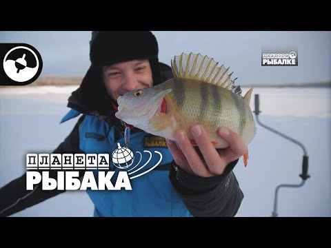 Видео: Крупный окунь. Зимняя рыбалка. Иртыш | Планета рыбака