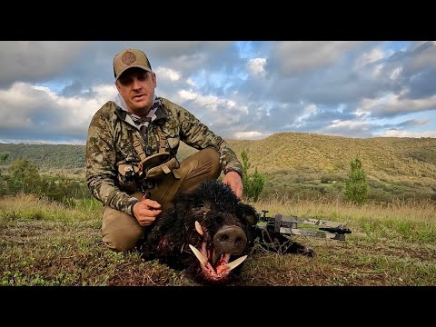 Видео: Доброе утро, кабаны.