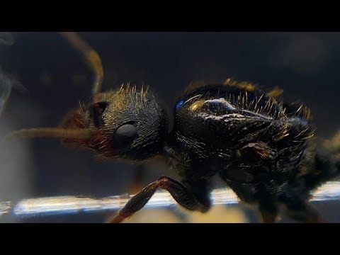 Видео: Возрождение империи жнецов. Возвращение на ютуб