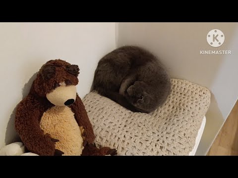 Видео: 2883. Переехали.🏘️Хоть и ВРЕМЕННО, но, ОБУСТРОИЛИСЬ🤗. 