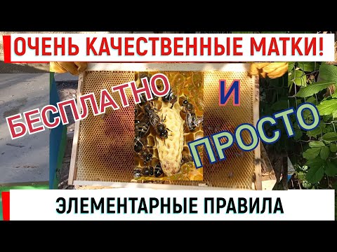 Видео: Очень качественные матки БЕСПЛАТНО и ПРОСТО для себя.