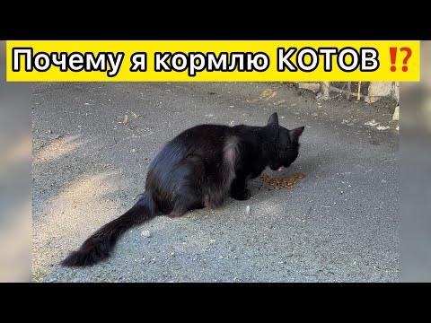 Видео: Уличные КОТЫ 🐈‍⬛ 