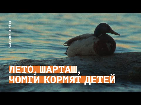 Видео: Бёрдвотчинг на озере Шарташ / Sony A6700, Tokina 100–300mm