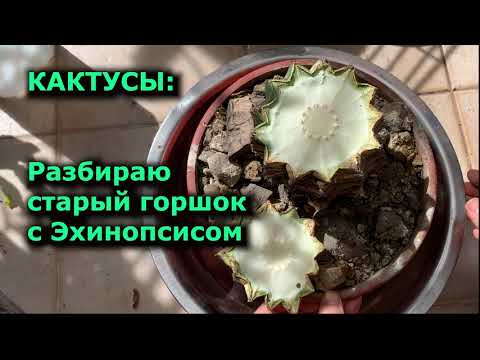 Видео: #Кактусы Разбираю горшок с Эхинопсисом #Cactus Desarmando #maceta con #Echinopsis #суккуленты #DIY