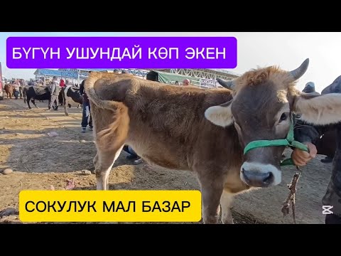 Видео: СААН УЙЛАР ТАРТЫЛГАН ТАСМА СОКУЛУК МАЛ БАЗАР БООЗ КУНАЖЫНДАР ШВИЦТЕР БАР ЭКЕН МАЛ БАЗАР 11/10/2025/ж