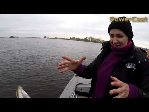 Видео: Pig Shad в действии