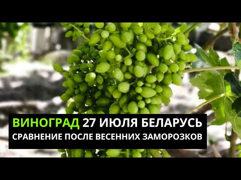 Видео: Виноград 27 июля 2025 Беларусь