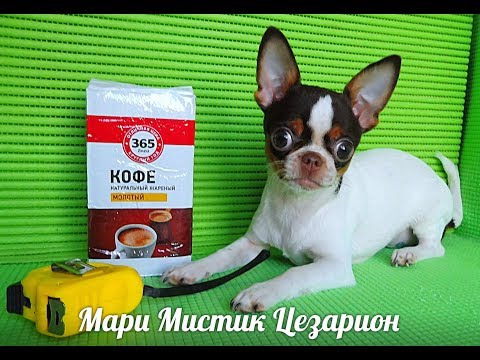 Видео: #ЧИХУА ТАБЛИЦА ВЕСА И РОСТА  #КАКВЫСЧИТАТЬВЕСЩЕНКАВОВЗРОСЛОМВОЗРАСТЕ#МАРИМИСТИКРКФ#КУПЛЮЧИХУАПРОДАЮ