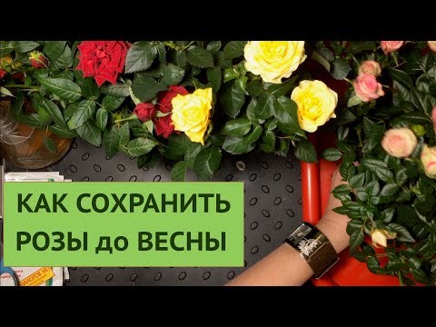 Видео: РОЗЫ КОРДАНА🌹КАК СОХРАНИТЬ ДО ВЕСНЫ. ВЫБОР ПРИ ПОКУПКЕ.