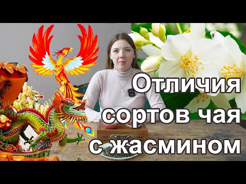 Видео: Чем различаются жасминовые сорта чая? Сравнение жасминовых чаев.