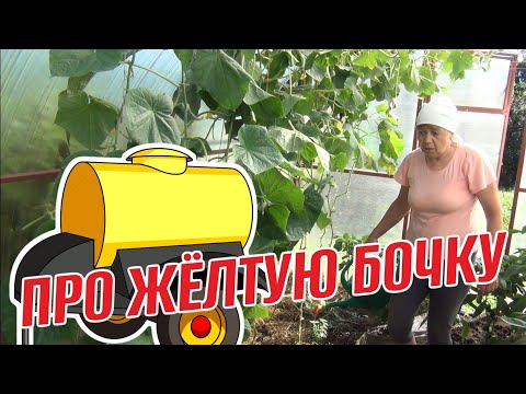 Видео: ПРО ЖЁЛТУЮ БОЧКУ  ДЕГУСТАЦИИ СМОРОДИНЫ И ВИШНИ