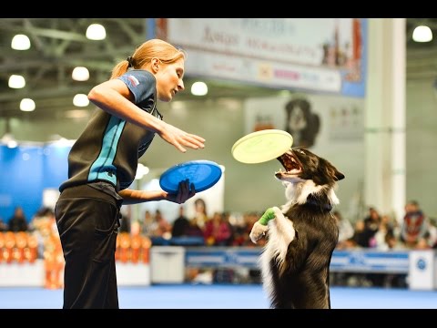 Видео: "Дог-фризби-баттл".
